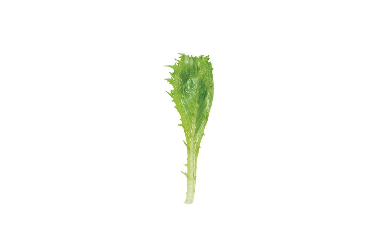 Riptide – Organic Pelleted Lettuce Seed